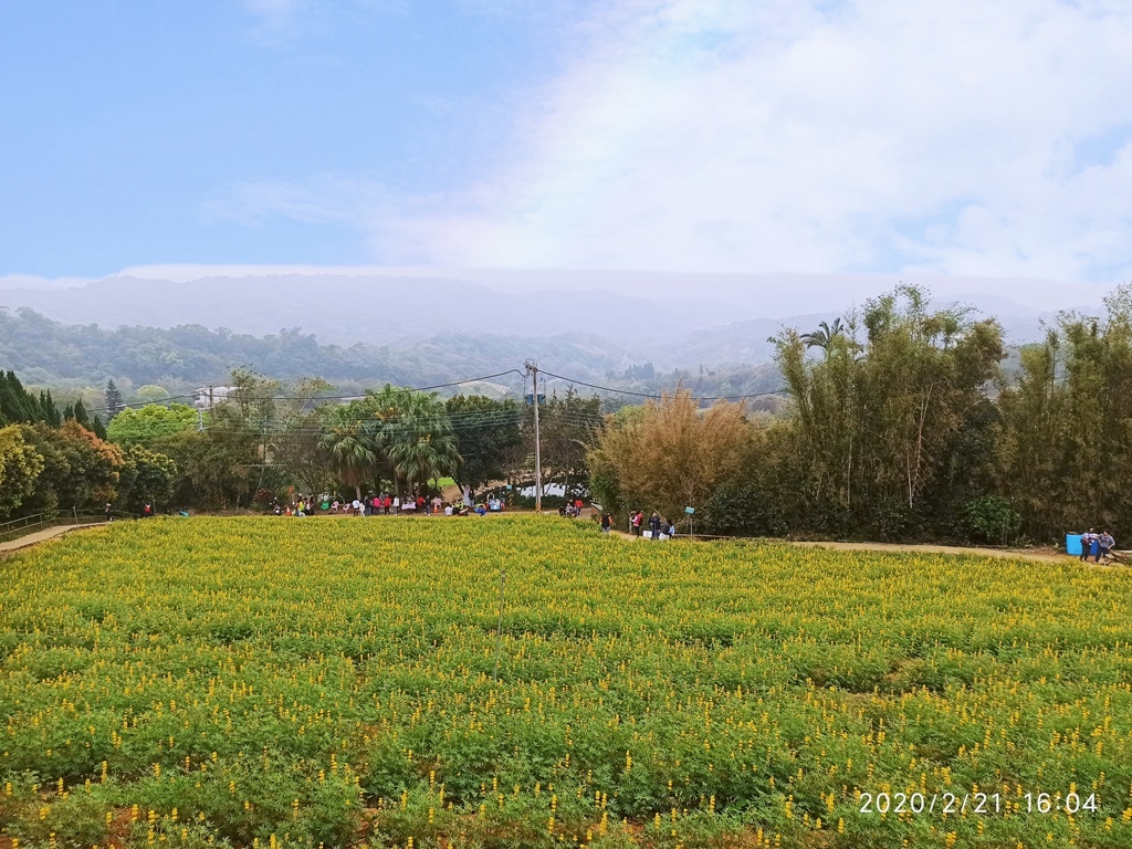 2020-0221 龍潭大北坑魯冰花07.jpg