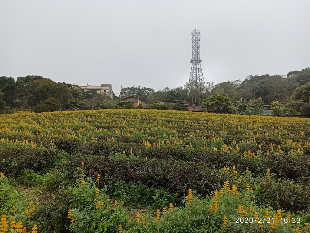 2020-0221 龍潭大北坑魯冰花12.jpg