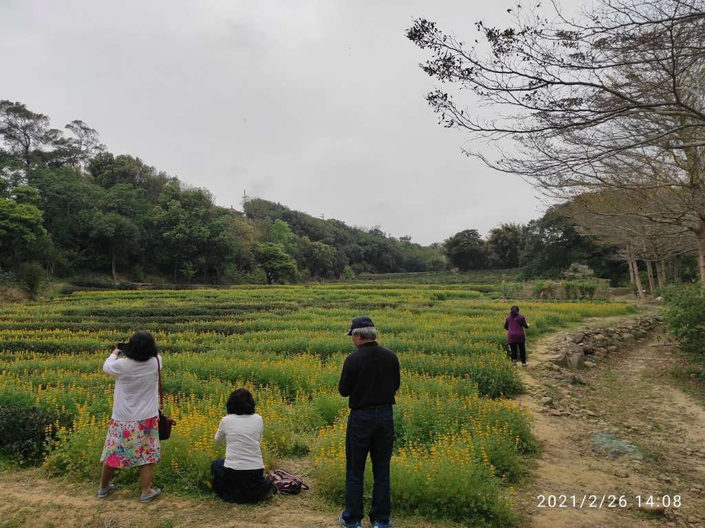 2021-0221 大坑魯冰花0112.jpg