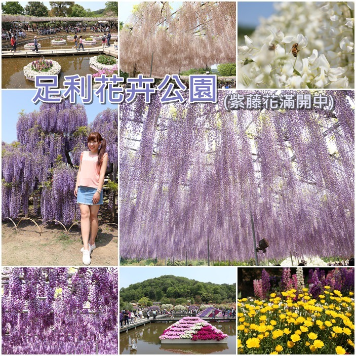 足利紫藤花 足利紫藤花