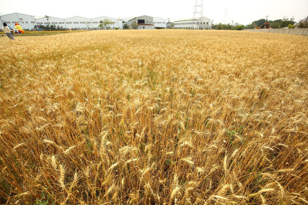 大雅小麥文化節 大雅小麥文化節