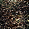 相片 2015-3-5 下午5 59 11.jpg