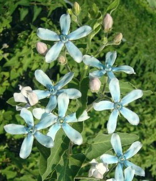 草花種類 彩冠花 日本藍星花 Jpg 育峻花卉的相簿 痞客邦