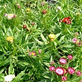 麥桿菊.JPG