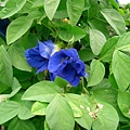 紫蝶豆(花)-1.JPG