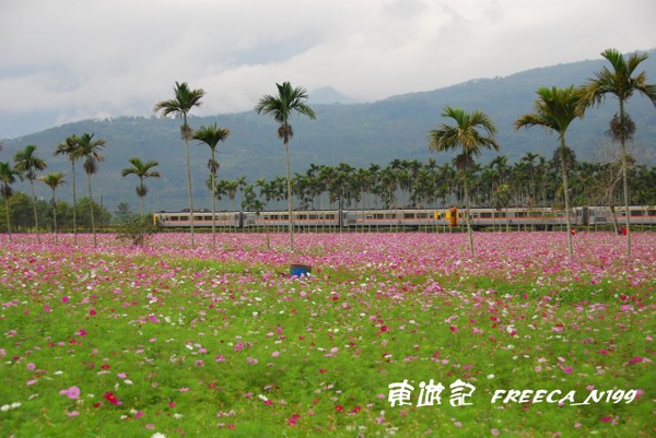 花東花海_大豐