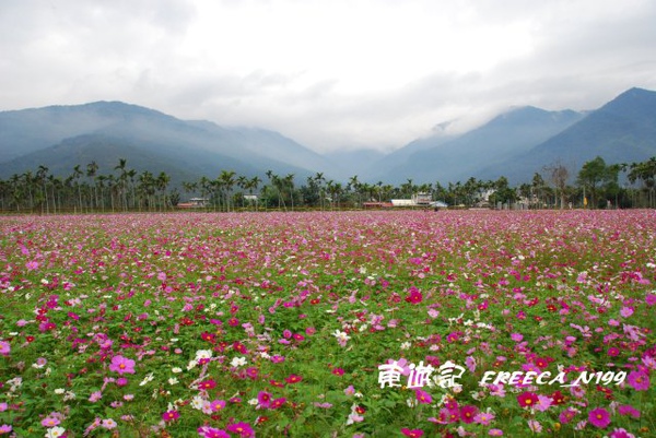 花東花海_大豐