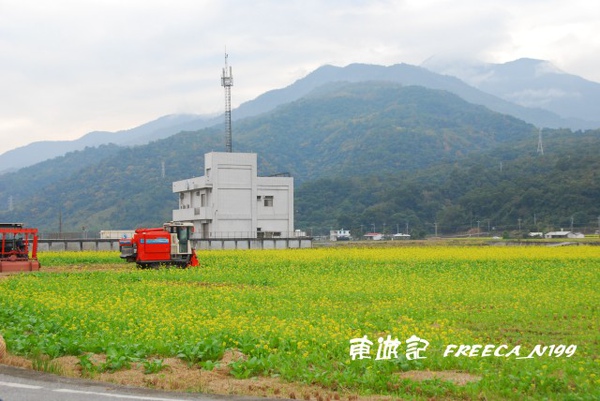 花東花海_玉里