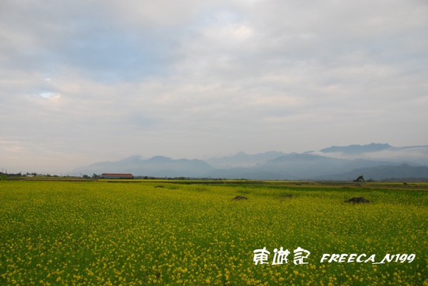 花東花海_玉里