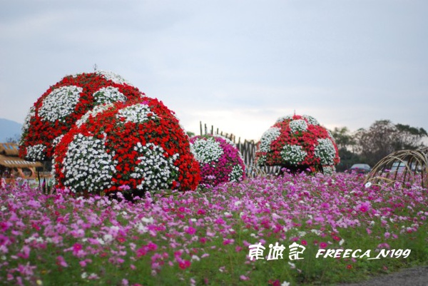 花東花海_池上
