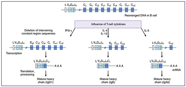 isotype-switching