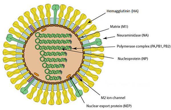 Influenza A virus