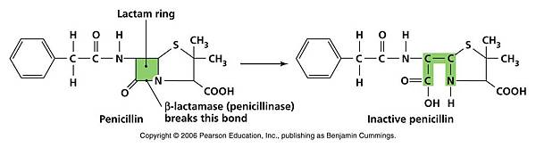 fig10-16_Beta-lactamase_L