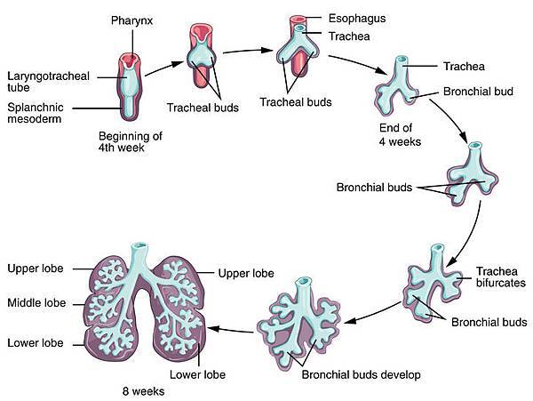 lung bud