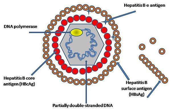 HBV