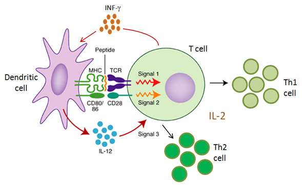 DC-T cell3