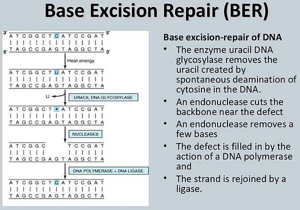 Base excision repair