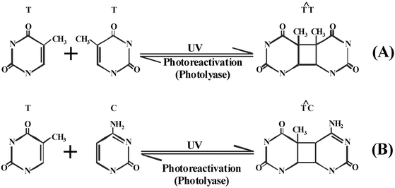 UV DNA damage