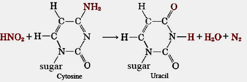 Cytosine to Uracil mutation