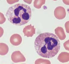 Neutrophil.jpg