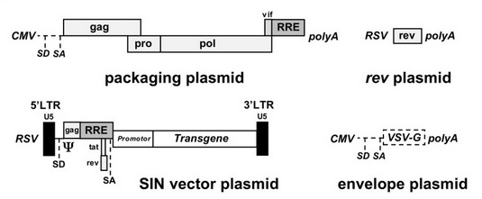 HIV vector