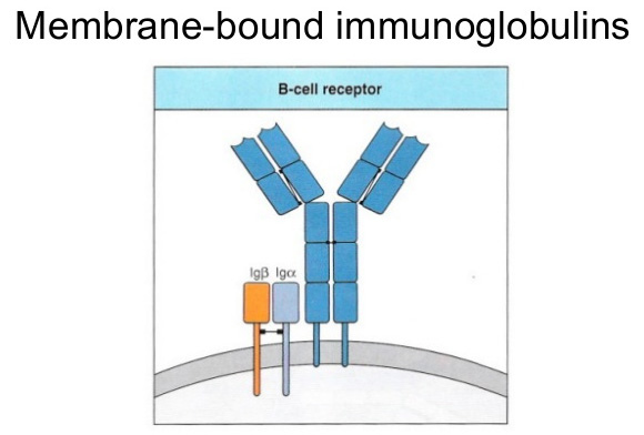 membrane bound B cells