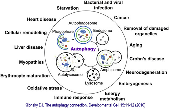 The autophagy connection 