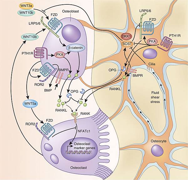 Osteoblast Osteoclast