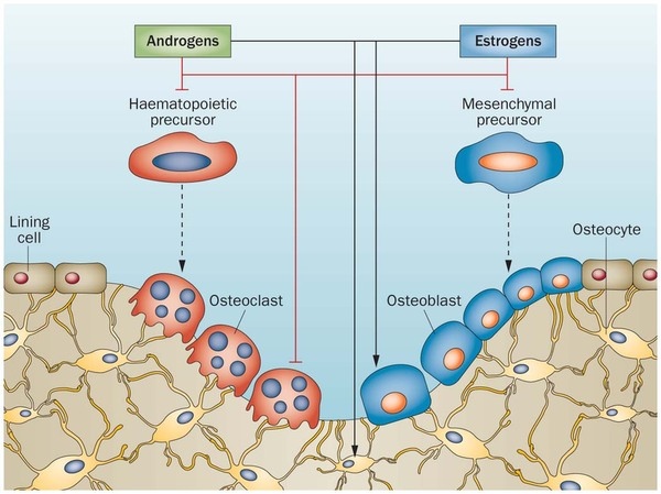 androgen estrogen bone