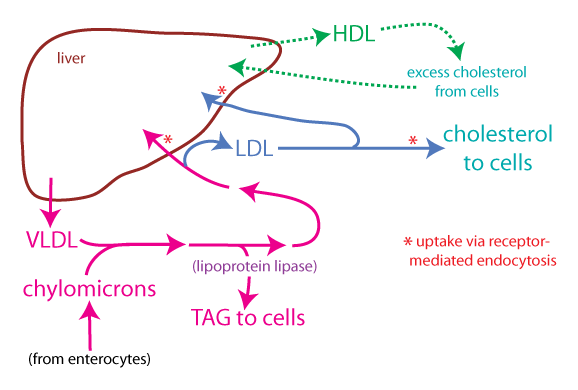 liver-lipoproteins-color2