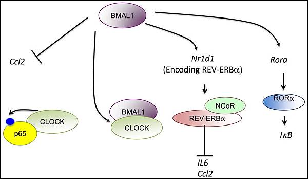 circadian protein