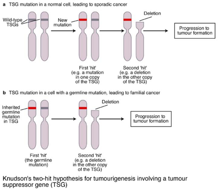 Two-hit hypothesis