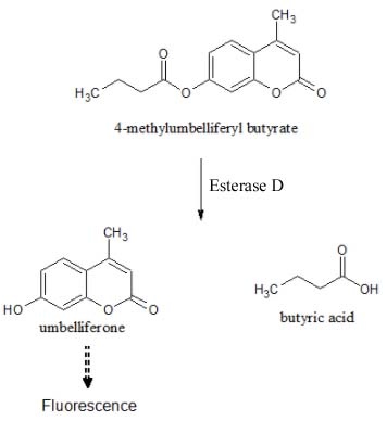 Esterase D