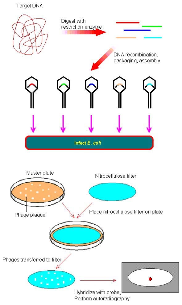 Genomic DNA screening1