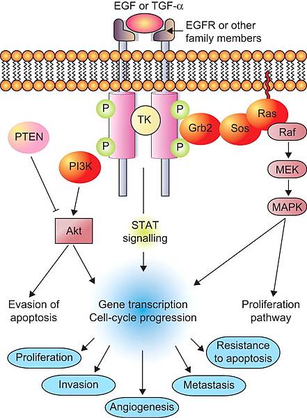 EGFR-PI3K,ras,stat