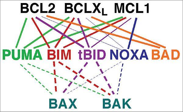 BCL MCL1