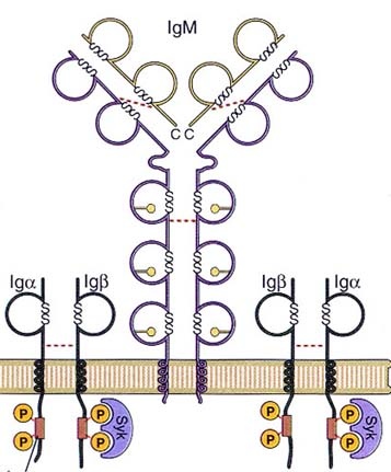 membrane-bound IgM