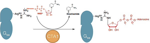 ADPribosylation