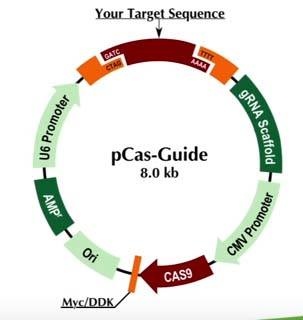 Cas9 plasmid