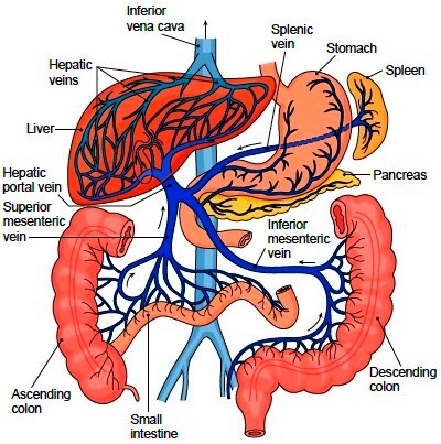 Hepatic portal system