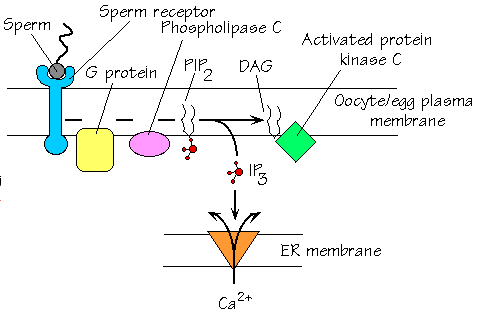 Sperm and sperm receptor