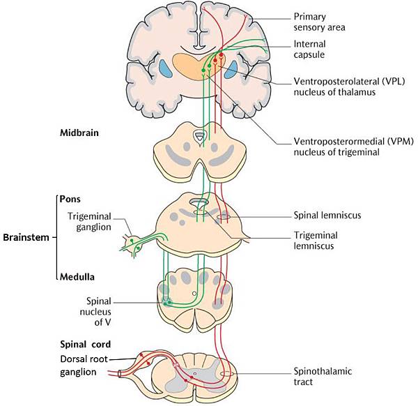 spinothalamic tract-DRG-TG