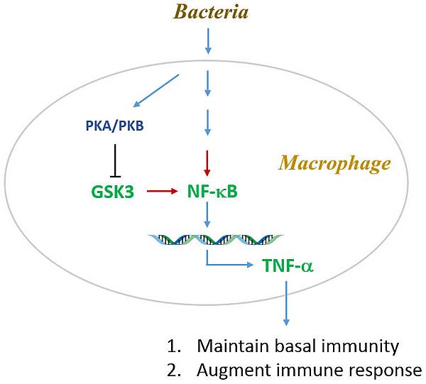 Basal immunity tnf alpha