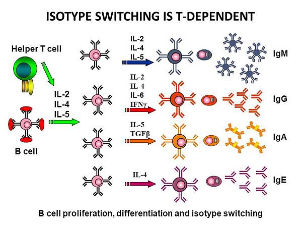 Isotype switch cytokine