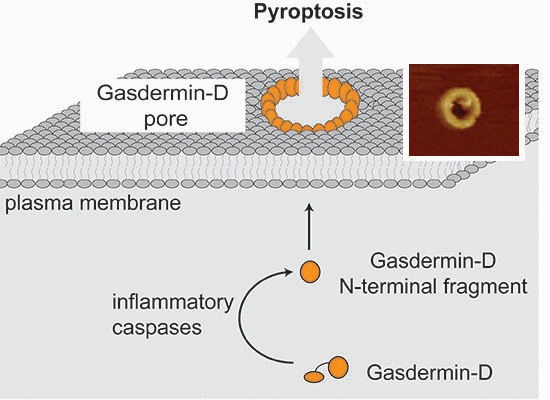 Gasdermin D pore