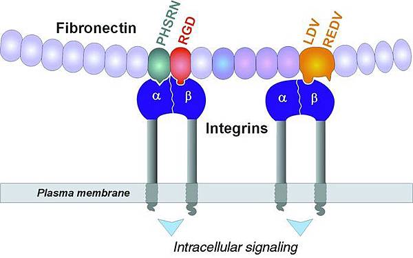 integrin fibronectin