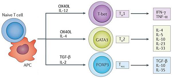 Th1 or Th2 or Treg