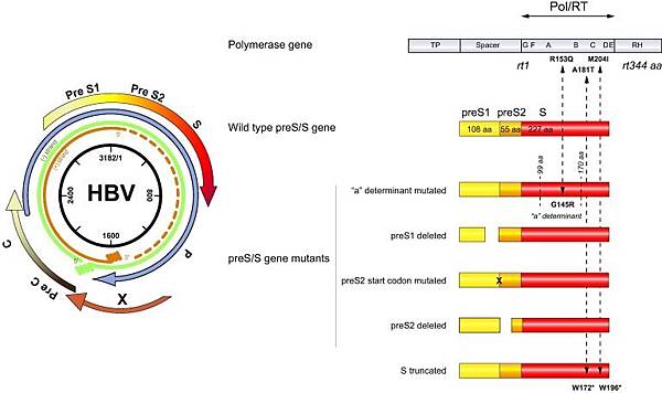 HBV 4 genes pre-s