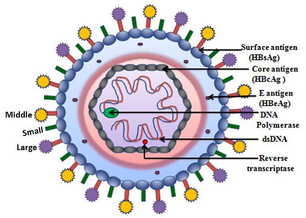 HBV structure
