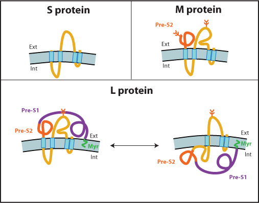 HBs. S M L protein